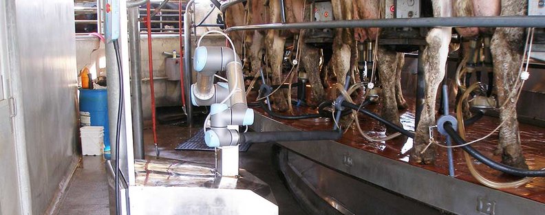 Robot od Universal Robots pomáha pri dojení kráv