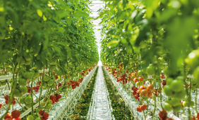 Príbeh Veselej paradajky zo Žitného ostrova