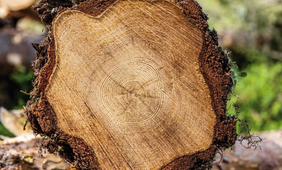 Špičková technológia pri rezaní dreva