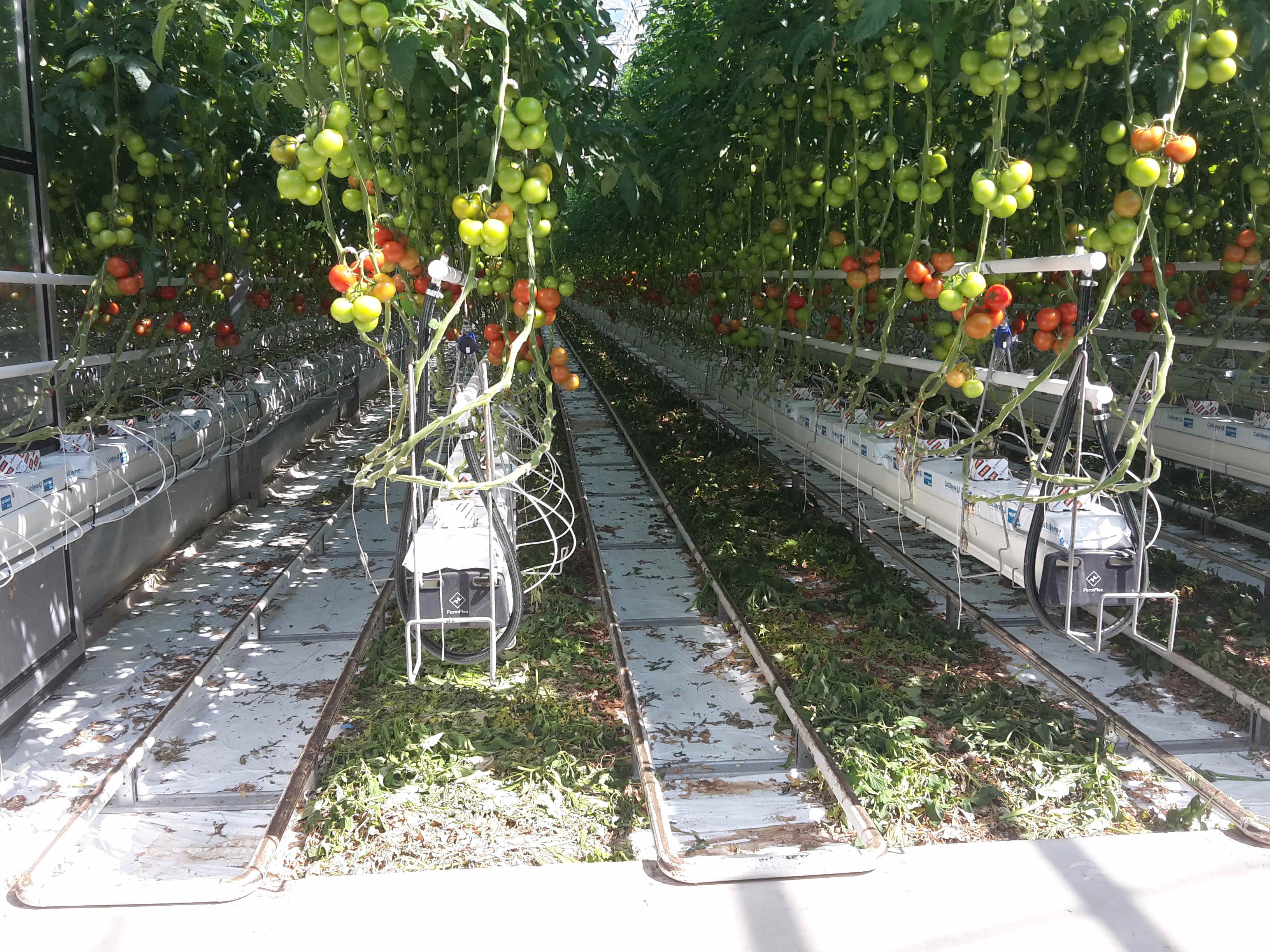 Obr. 7 Vykurovacie sústavy medzi paradajkami tzv. vegetačné vykurovanie (2. okruh)