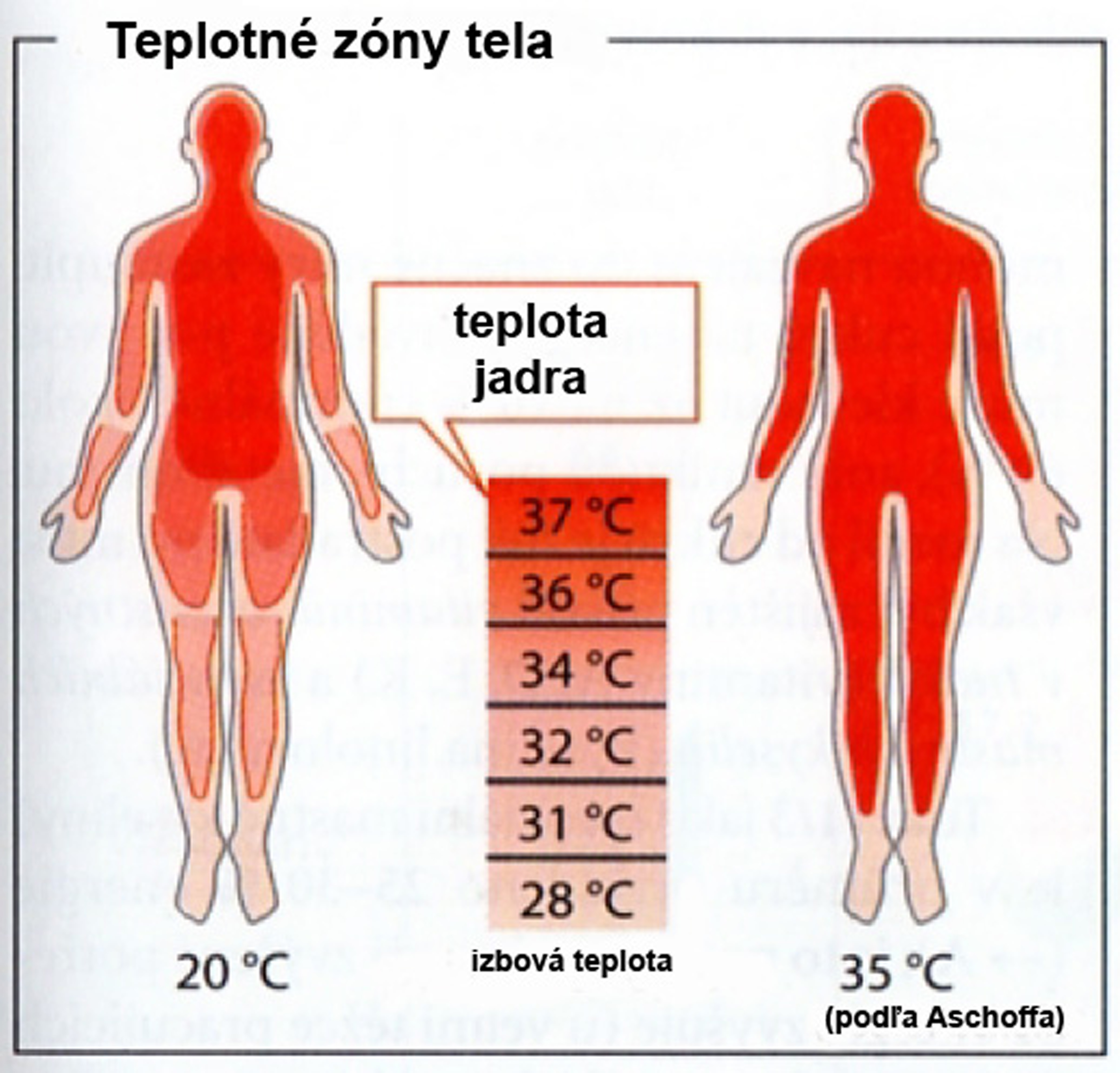 Obr. 1a Teplotné zóny v tele človeka a výmena tepla medzi tepnami a žilami