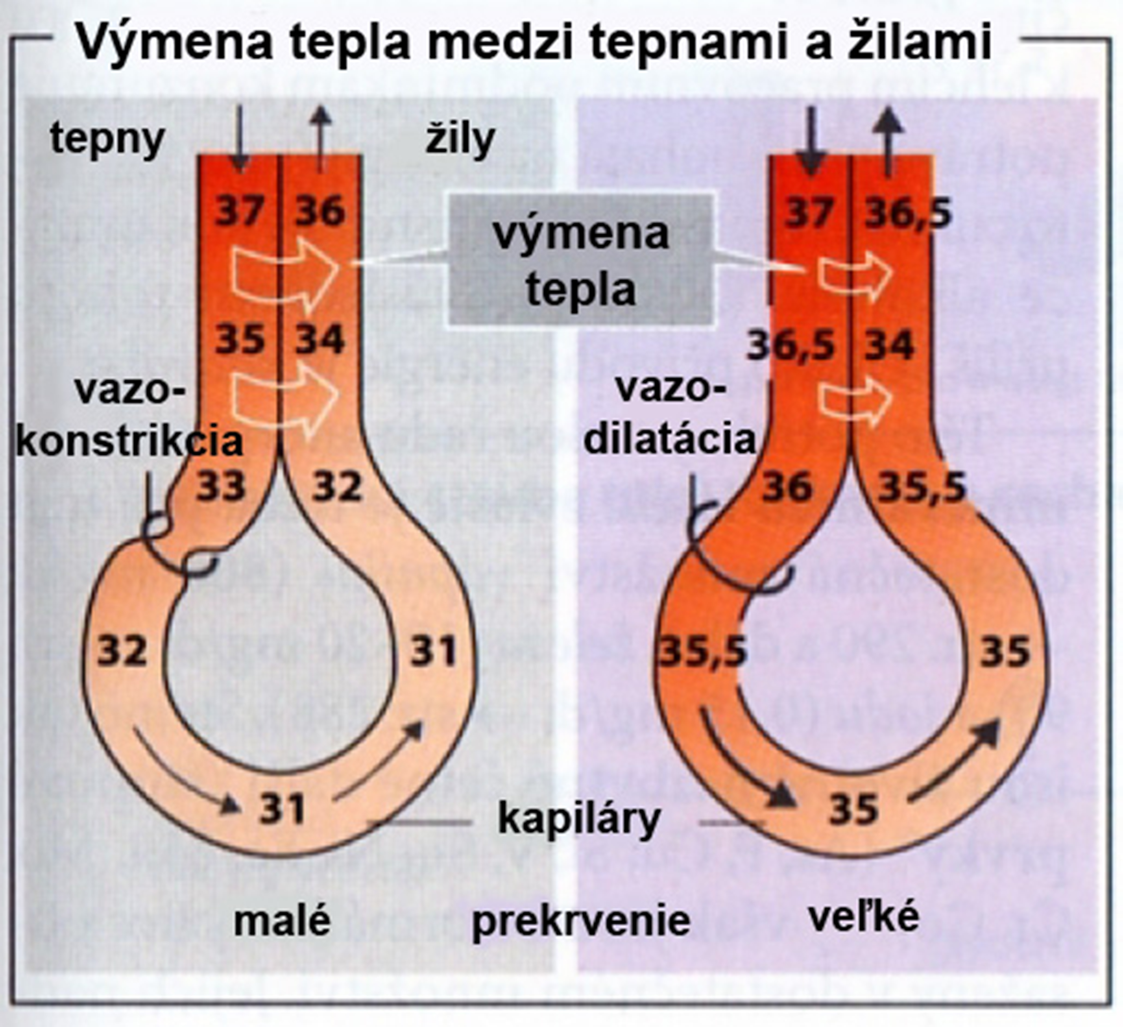 Obr. 1b Teplotné zóny v tele človeka a výmena tepla medzi tepnami a žilami